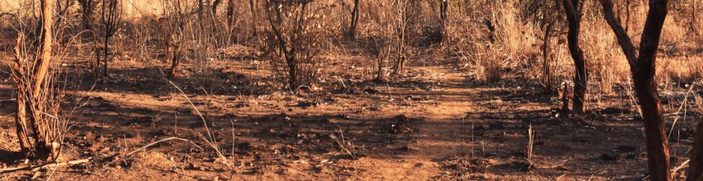 path in a dry Savannah Wilderness area